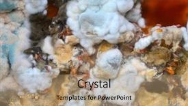  Presentation with fungal infection - PPT layouts consisting of fungal infection - mold and mushrooms closeup macro background and a coral colored foreground