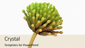  Presentation with aspergillus - Audience pleasing theme consisting of fungi - 3d rendered medically accurate illustration backdrop and a yellow colored foreground