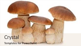  Presentation with fungi - Slides consisting of fungi - boletus edulis isolated on white background and a coral colored foreground