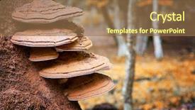  Presentation with growing tree - Amazing presentation design having fungi - bracket fungus growing backdrop and a coral colored foreground