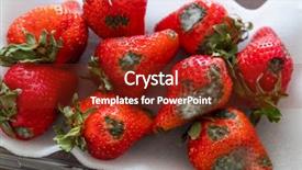  Presentation with fungi - Presentation design with fungi - gray mold on red ripe background and a tawny brown colored foreground