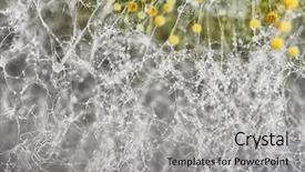  Presentation with aspergillus - Audience pleasing presentation theme consisting of fungi - mold background macro shot backdrop and a light gray colored foreground