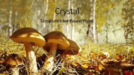  Presentation with mushrooms - Amazing slide set having fungi - mushrooms in an autumn forest backdrop and a gold colored foreground