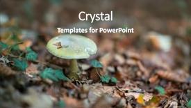  Presentation with poison - Cool new PPT theme with fungi - pale toadstoo poisonous mushroom growing backdrop and a tawny brown colored foreground