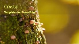  Presentation with growing tree - Amazing presentation design having fungi - tiny mushrooms growing backdrop and a tawny brown colored foreground