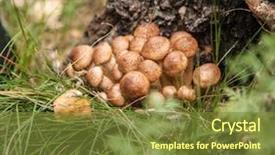  Presentation with taiga boreal forest - Colorful presentation theme enhanced with fungi plant - group of mushrooms growing backdrop and a  colored foreground