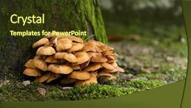  Presentation with bryophytes moss and lichen - Presentation theme featuring fungi plant - mushroom and moss background and a  colored foreground