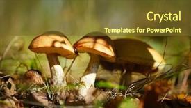  Presentation with fungi - Presentation design consisting of fungi plant - mushrooms in an autumn forest background and a tawny brown colored foreground