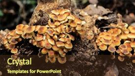  Presentation with magic mushrooms - Presentation theme consisting of fungi plant - orange small mushrooms group background and a tawny brown colored foreground