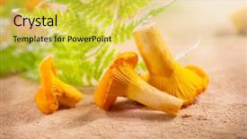  Presentation with fungo - Slides consisting of fungo - chanterelle mushrooms raw wild chanterelles background and a yellow colored foreground