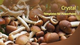  Presentation with mushroom - Cool new presentation design with fungo - cyclocybe aegerita aka poplar mushroom backdrop and a tawny brown colored foreground