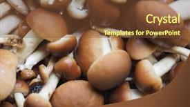  Presentation with mushroom - Presentation theme enhanced with fungo - cyclocybe aegerita aka poplar mushroom background and a tawny brown colored foreground