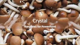  Presentation with mushroom - Slide deck consisting of fungo - cyclocybe aegerita aka poplar mushroom background and a red colored foreground