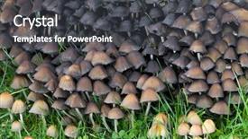  Presentation with fungus - Cool new presentation theme with fungus mushroom with bell shape backdrop and a dark gray colored foreground