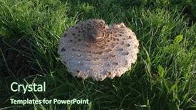  Presentation with fungus - Amazing presentation theme having fungus parasol mushroom covered with droplets of dew in nebrodi park sicily backdrop and a wine colored foreground