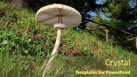  Presentation with fungus - Slides having fungus parasol mushroom or macrolepiota procera in nebrodi park sicily background and a tawny brown colored foreground