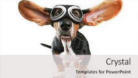  Presentation with basset hound - Audience pleasing presentation theme consisting of funny - basset hound with his ears backdrop and a light gray colored foreground