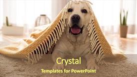  Presentation with aztecs blanket - PPT layouts consisting of funny - beautiful labrador retriever covered background and a tawny brown colored foreground
