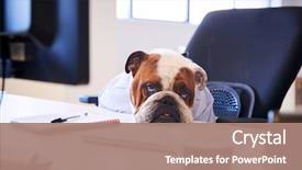  Presentation with british - Presentation theme enhanced with funny - british bulldog dressed as businessman background and a coral colored foreground