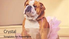  Presentation with princess - Audience pleasing PPT theme consisting of funny - cute bulldog dressed up backdrop and a coral colored foreground