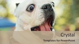  Presentation with dog park - Presentation design enhanced with funny - cute dog in a back background and a coral colored foreground
