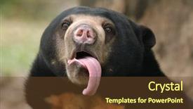  Presentation with tongue - PPT layouts having funny - malayan sun bear helarctos malayanus background and a tawny brown colored foreground