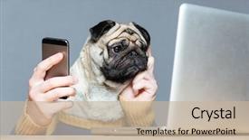  Presentation with dog - Amazing theme having funny - thoughtful pug dog with man backdrop and a mint green colored foreground