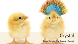  Presentation with chicks - Slides with funny - two chicks one crazy background and a blonde colored foreground