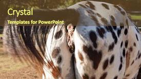  Presentation with horse - Theme with view of the horse's backside background and a tawny brown colored foreground
