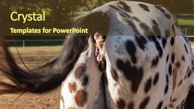  Presentation with jesus on a horse - PPT layouts consisting of view of the horse's backside background and a tawny brown colored foreground