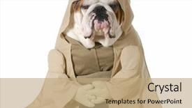  Presentation with english bulldog - Colorful presentation design enhanced with funny - wise dog - english bulldog backdrop and a coral colored foreground