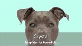  Presentation with puppy - Slide set having funny-amazed-face background and a gray colored foreground