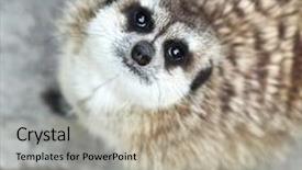 Presentation with funny - Theme featuring funny and cute suricate meerkat background and a mint green colored foreground