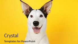  Presentation with dog poop scoop - Cool new presentation theme with funny andalusian ratonero dog backdrop and a yellow colored foreground