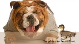  Presentation with funny animal - Beautiful presentation featuring funny animal argument - english bulldog backdrop and a coral colored foreground