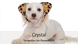  Presentation with funny animal - Amazing PPT layouts having funny bichon wearing animal print backdrop and a soft green colored foreground