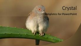  Presentation with cactus - Audience pleasing presentation consisting of funny bird sitting on a cactus backdrop and a coral colored foreground