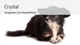  Presentation with black and white trees - Presentation design having funny black and white doggy background and a  colored foreground