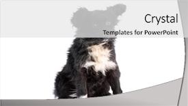  Presentation with black white program - PPT theme having funny black and white doggy background and a  colored foreground