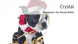  Presentation with boston - Colorful presentation theme enhanced with funny boston terrier puppy dressed backdrop and a white colored foreground