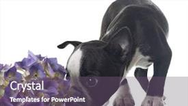  Presentation with funny retirement - Colorful theme enhanced with funny boston terrier puppy sniffing backdrop and a gray colored foreground