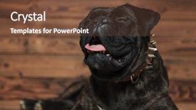  Presentation with tongue - Presentation theme with funny boxer with tongue exposed background and a tawny brown colored foreground