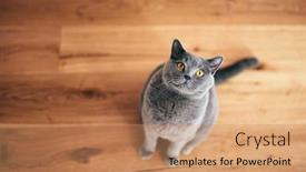  Presentation with ancient british history - Amazing slide set having funny-british-cat-sitting backdrop and a coral colored foreground