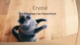  Presentation with british - PPT theme having funny-british-cat-standing background and a lemonade colored foreground