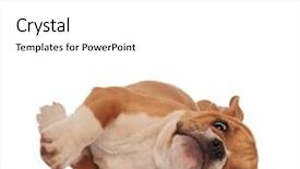  Presentation with english bulldog - PPT layouts enhanced with funny brown and white english background and a white colored foreground
