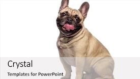  Presentation with funny - Amazing slide set having funny bulldog isolated on white backdrop and a light gray colored foreground