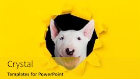  Presentation with funny - Cool new presentation design with funny-bullterrier-looking backdrop and a gold colored foreground