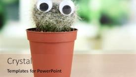  Presentation with cactus - Colorful presentation enhanced with funny-cactus-with-eyes backdrop and a red colored foreground