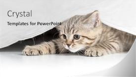  Presentation with curtain - Presentation design with funny cat catching from under white curtain background and a light gray colored foreground