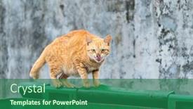  Presentation with bin - Audience pleasing PPT theme consisting of funny-cat-hiding-in-recycler backdrop and a ocean colored foreground